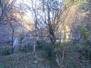 DSCN0385.JPG