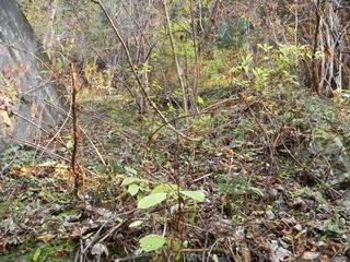 DSCN0391.JPG