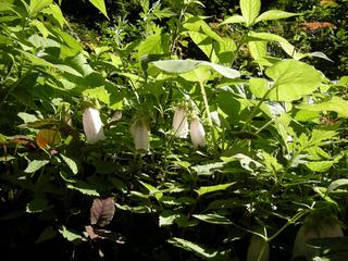 DSCN6438.JPG