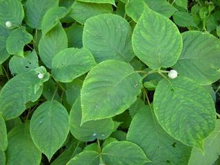DSCN6442.JPG